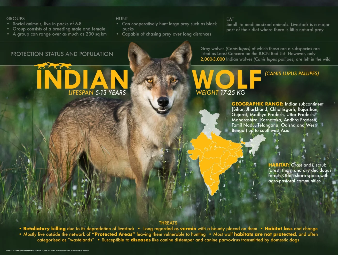 Indian Grey Wolf